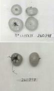 Click for 1 image(s) for this accession. FRUIT